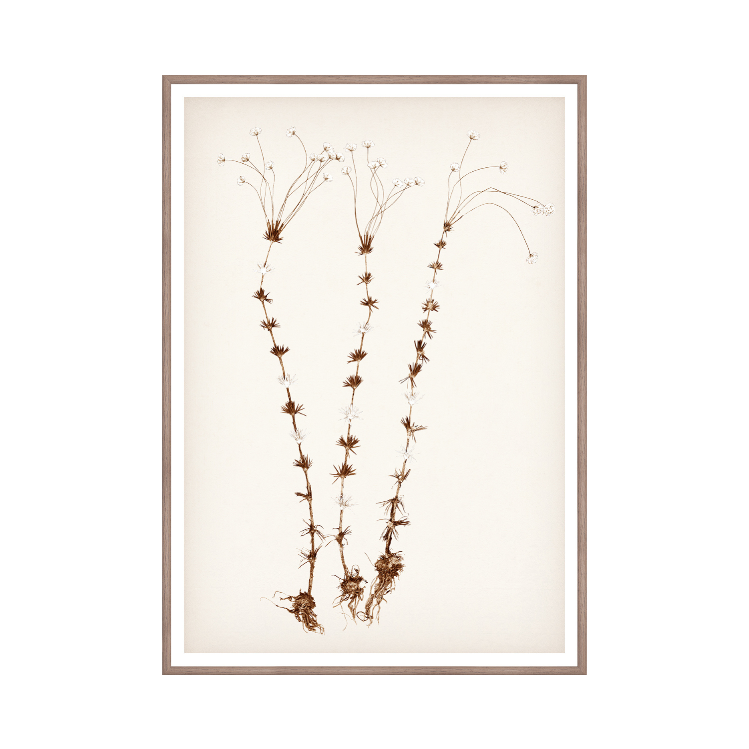 Tendril Blossoms Framed Wall Art