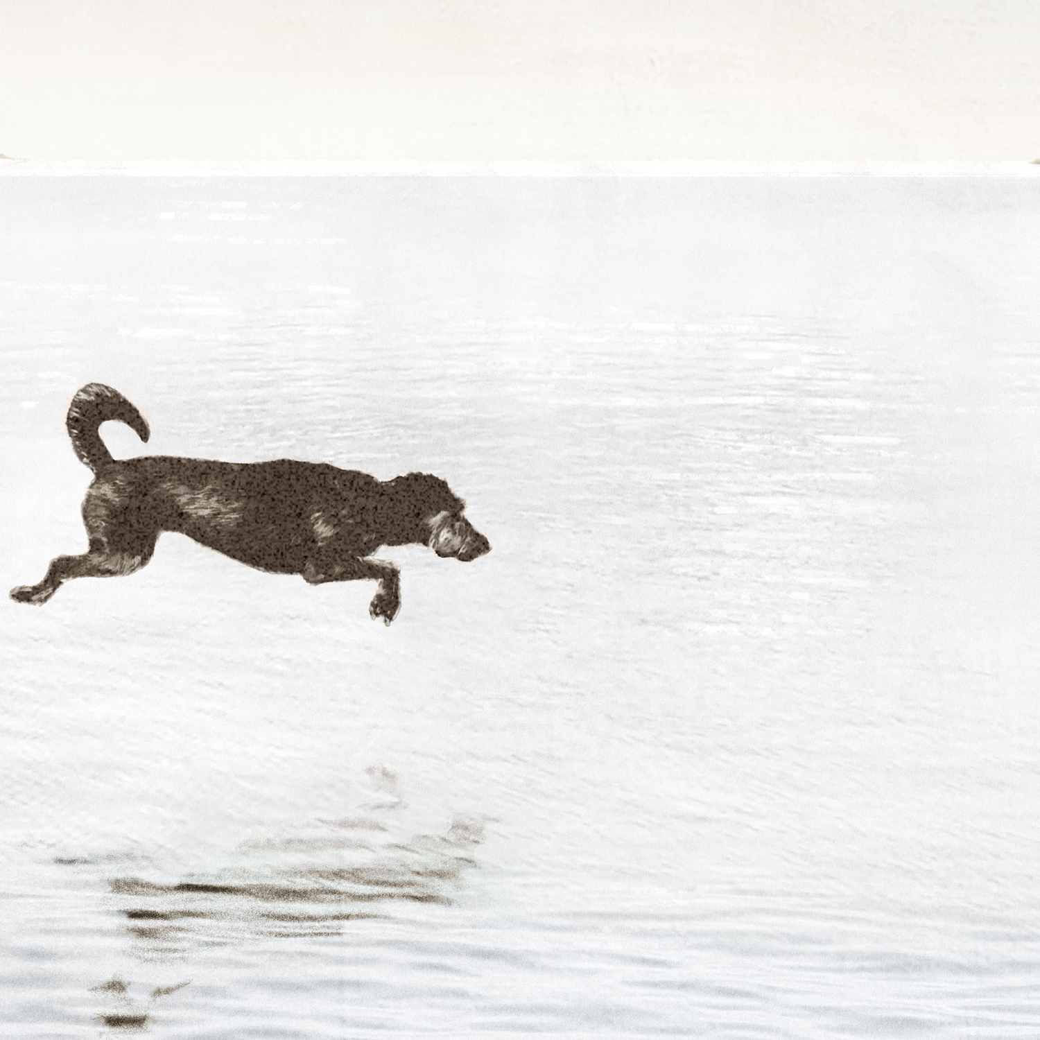 Dock Dogs Framed Wall Art
