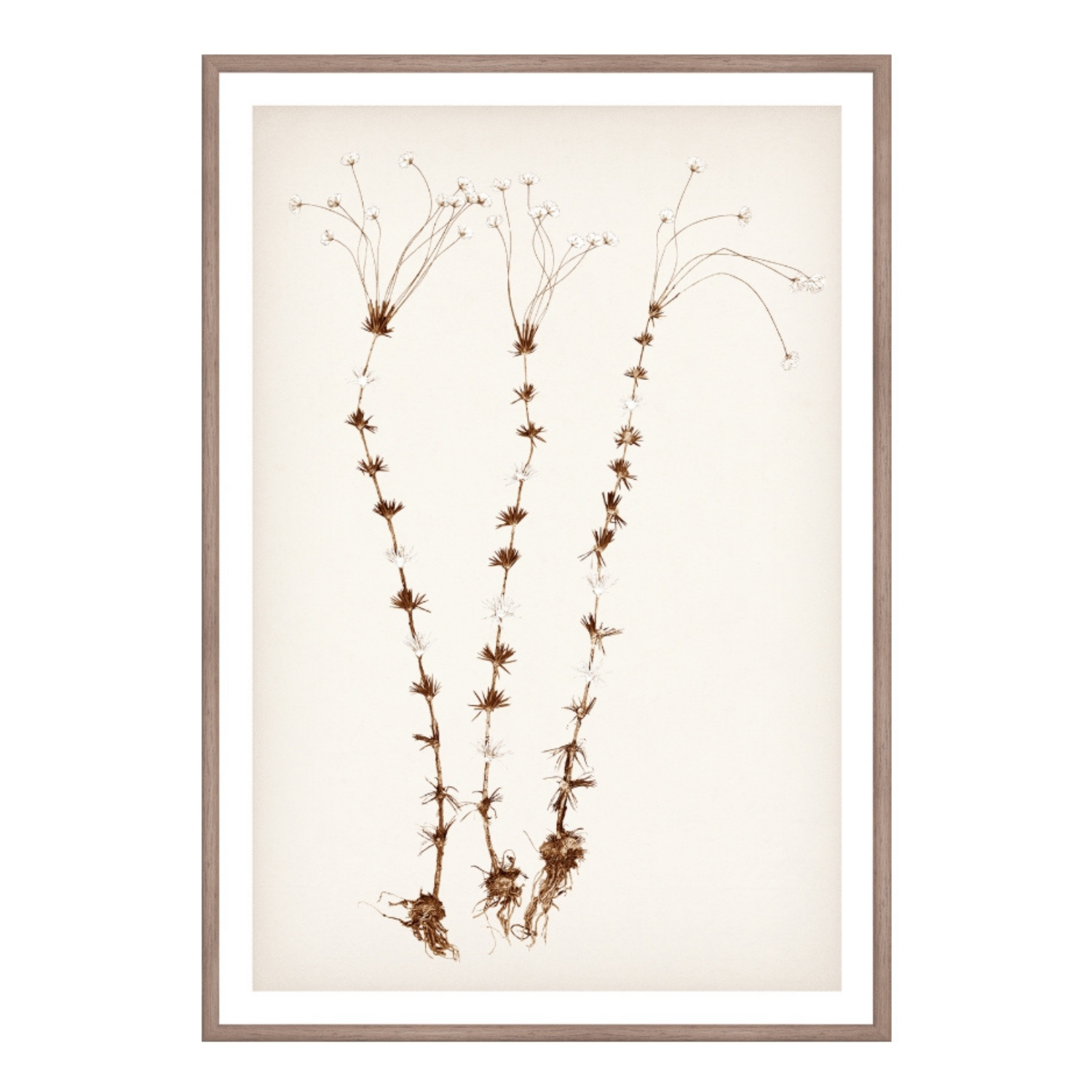 Bare Botanical II Framed Wall Art