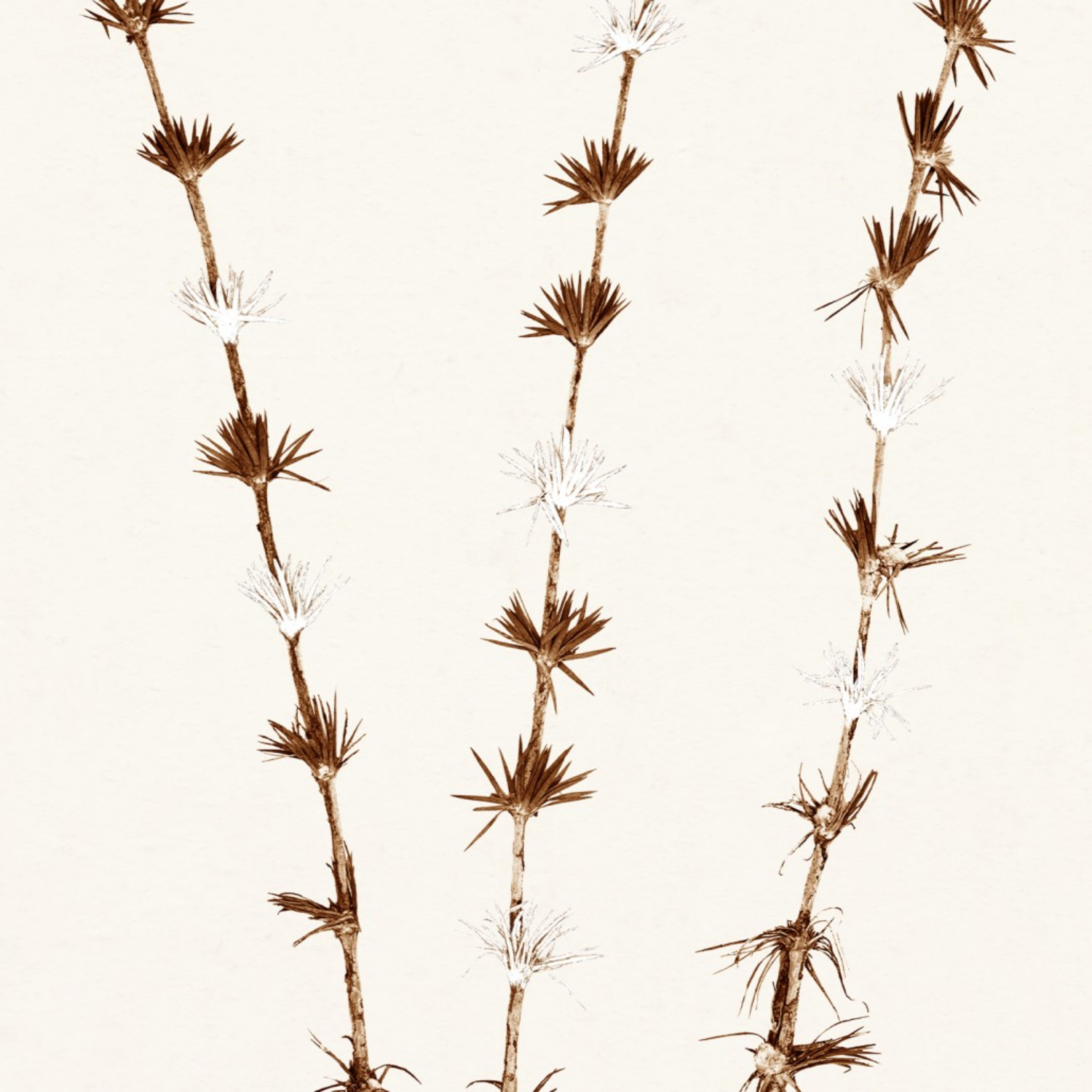 Bare Botanical II Framed Wall Art