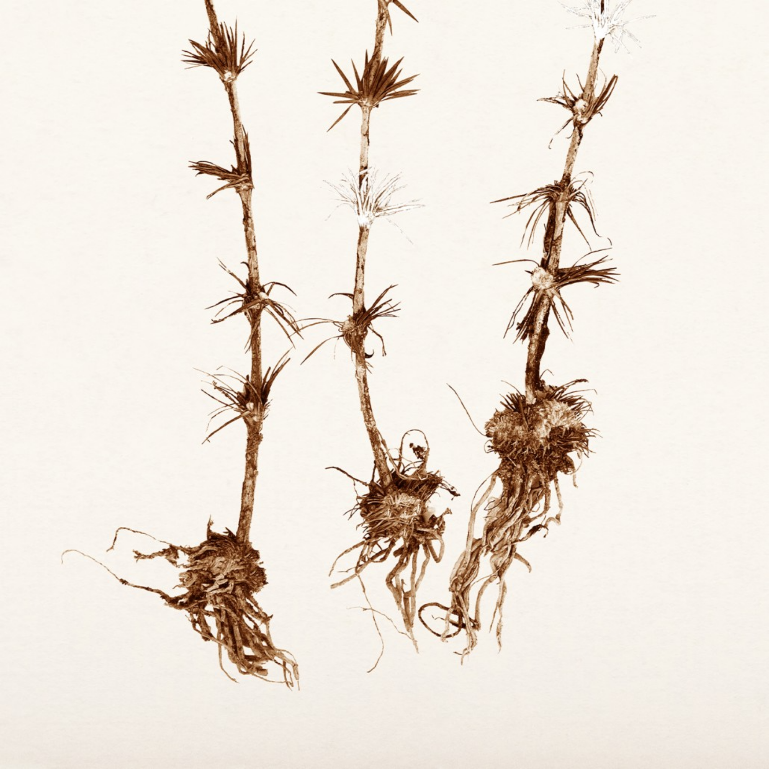 Bare Botanical II Framed Wall Art