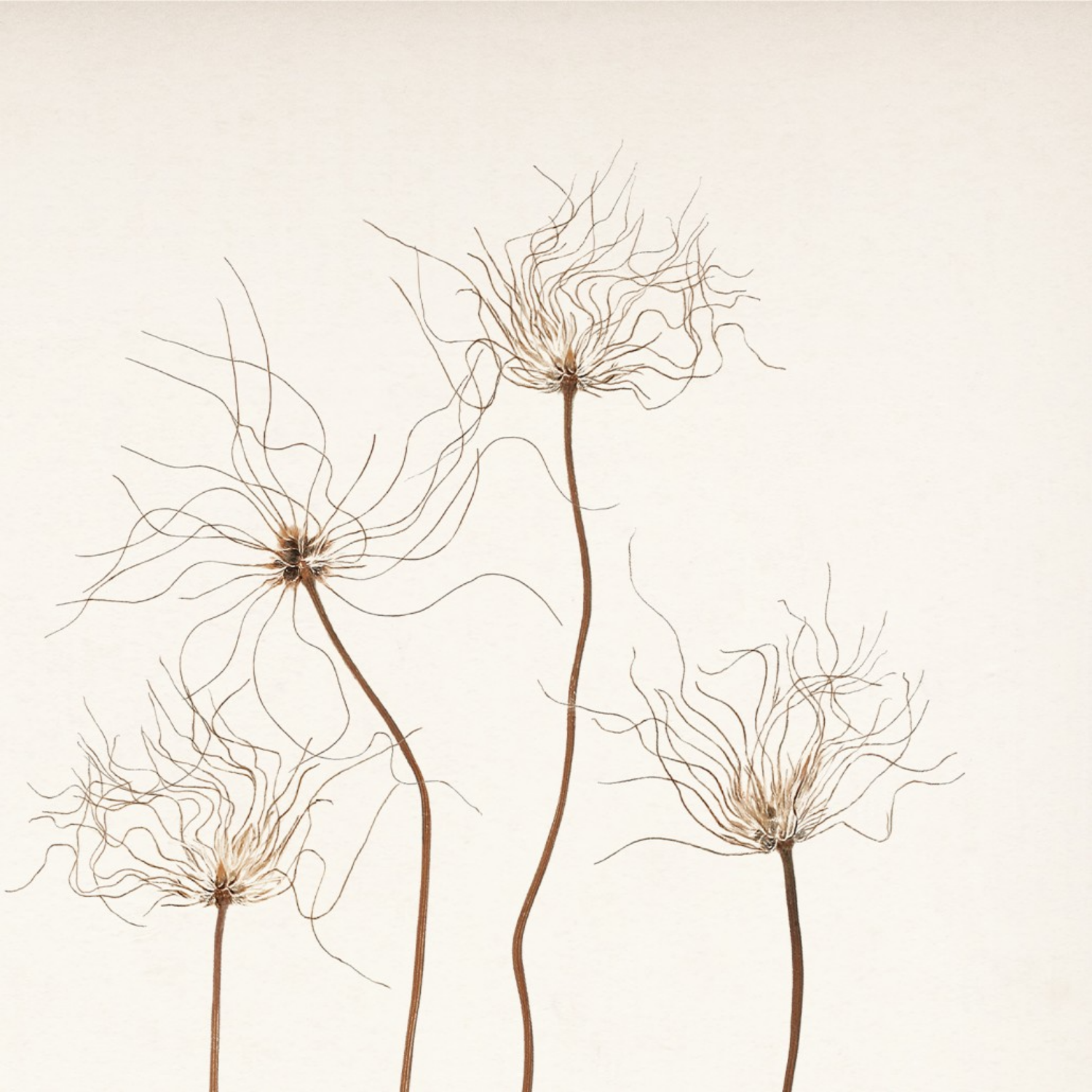 Bare Botanical III Framed Wall Art