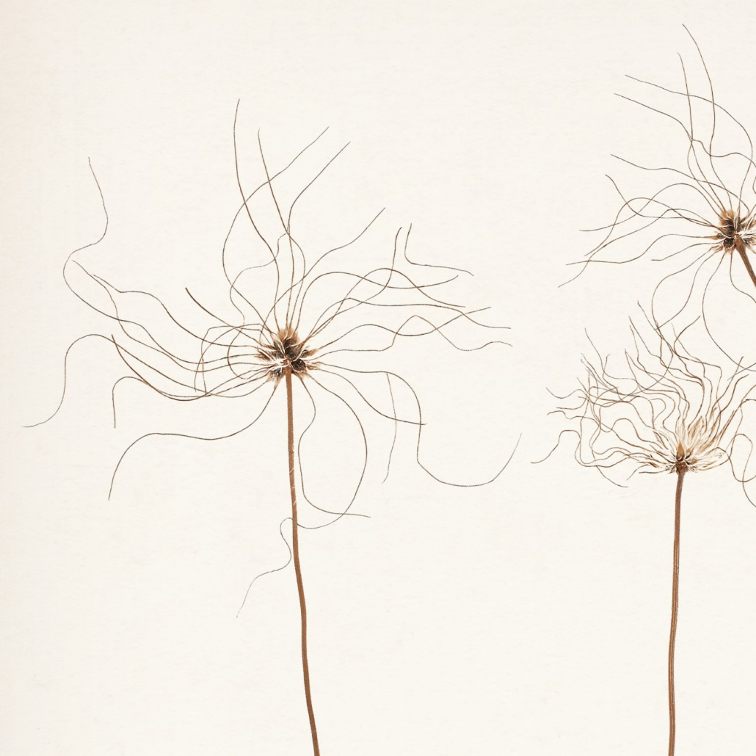 Bare Botanical III Framed Wall Art