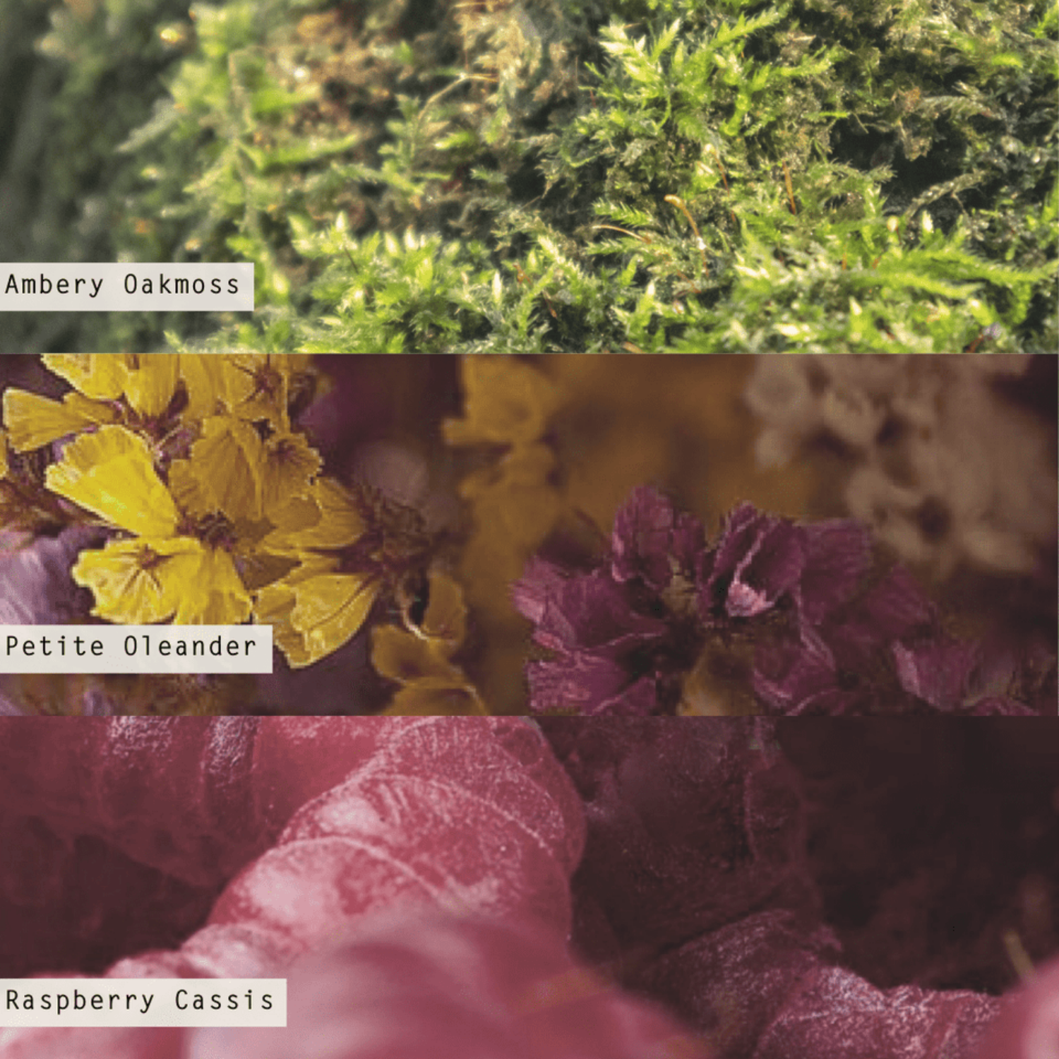 Oelander Oak 10oz Glass Candle