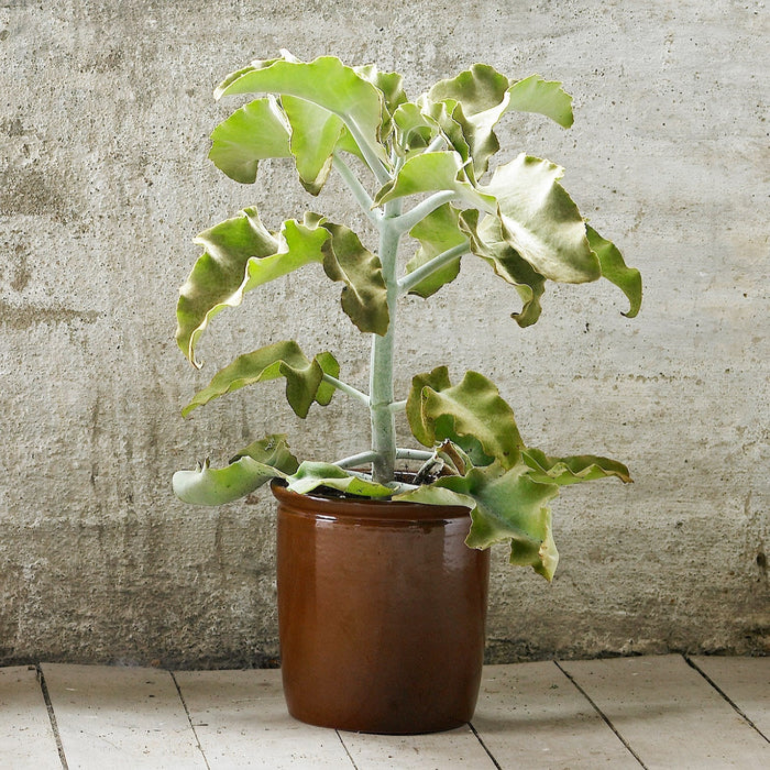 Brown Preserving Pots