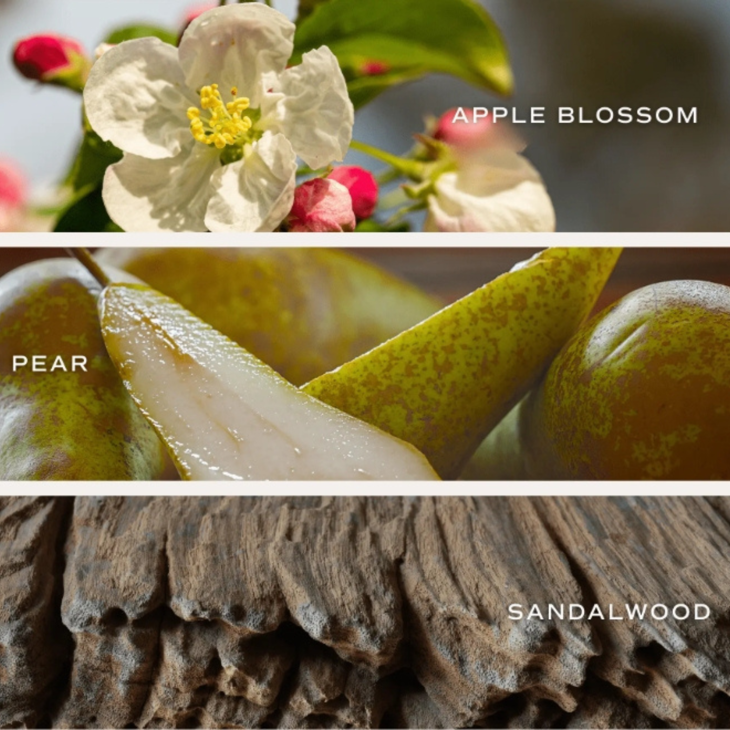 Gold Botanical Bloom 12oz Glass Candle