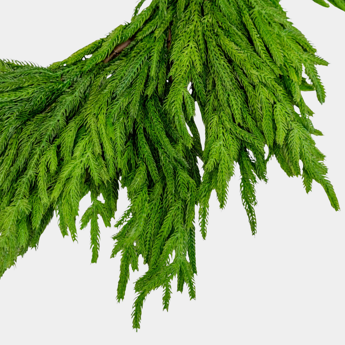 Artificial 77" Fresh Touch Norfolk Pine Garland