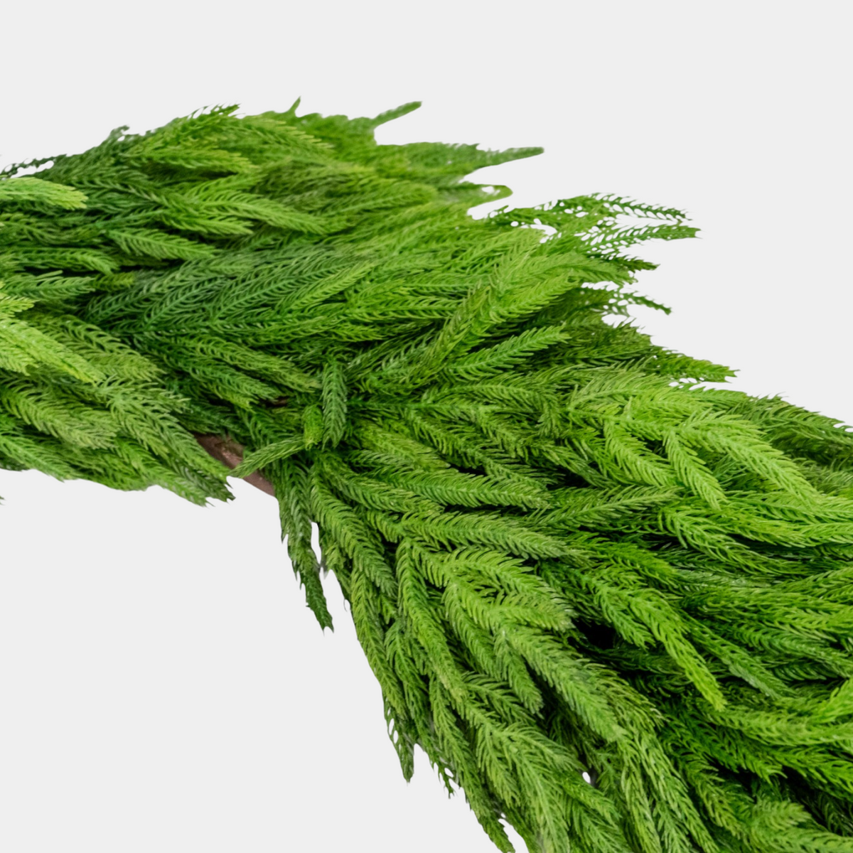 Artificial 77" Fresh Touch Norfolk Pine Garland