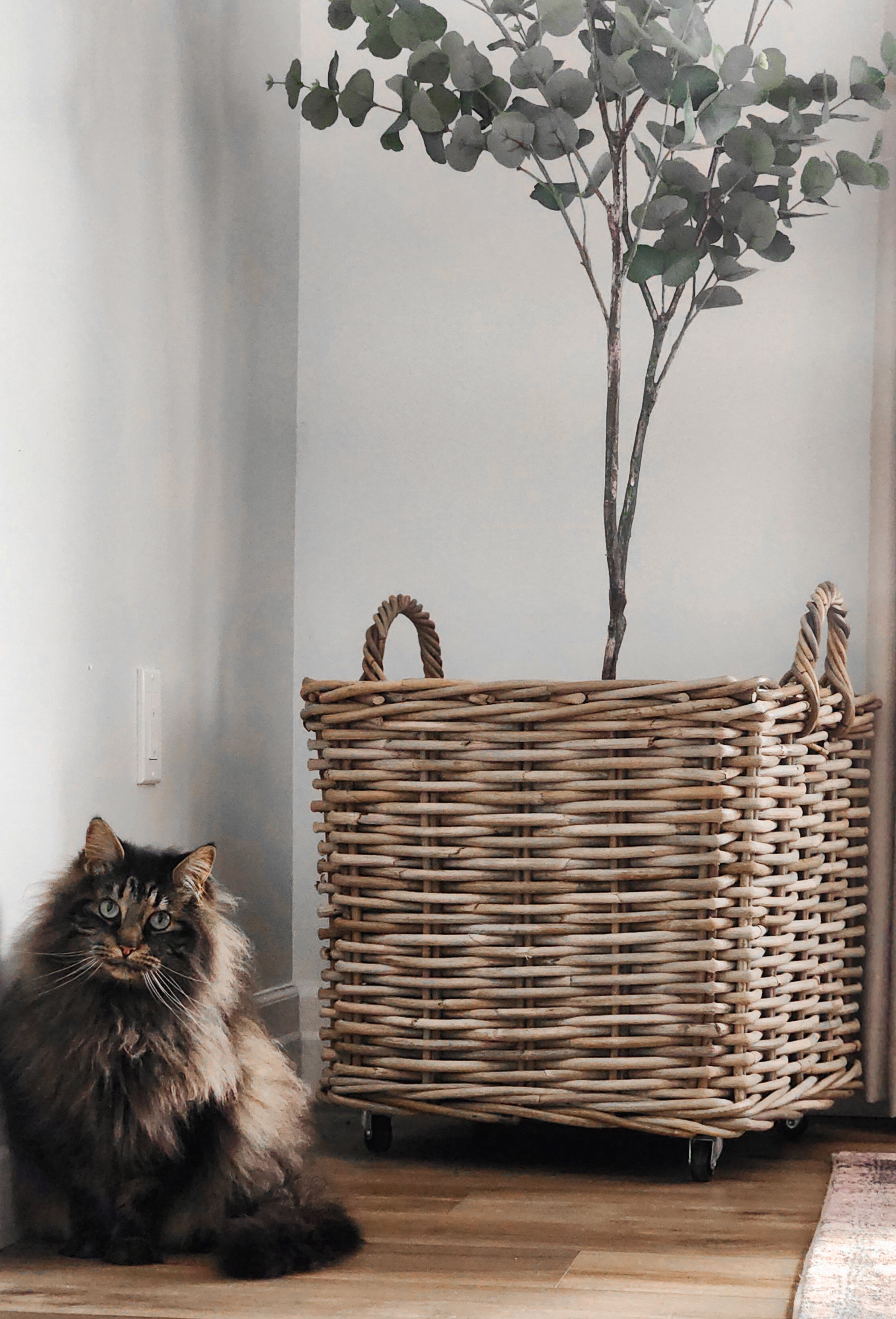 Cat sitting next to a wicker basket with a plant in the background