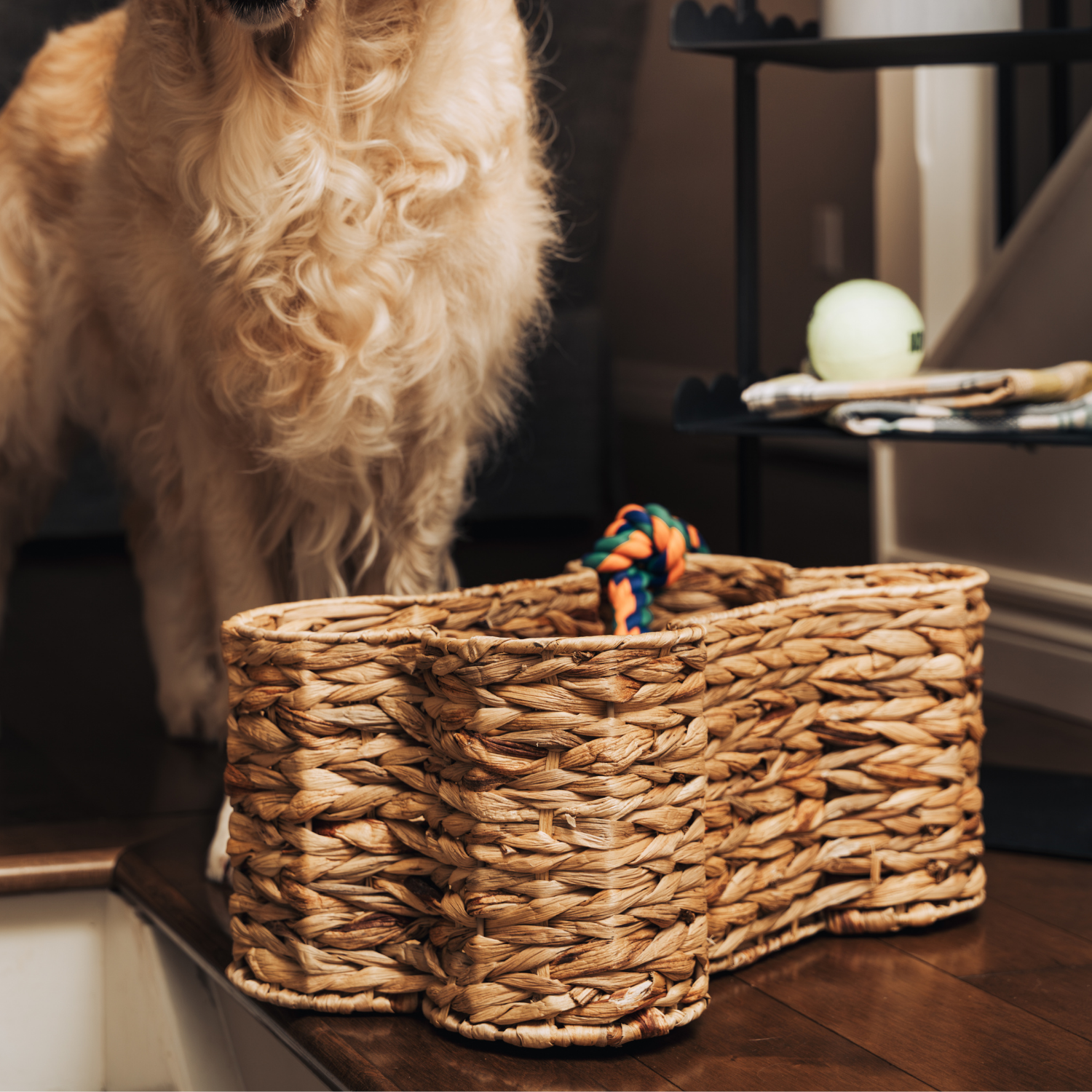 Pet Bone Storage Basket