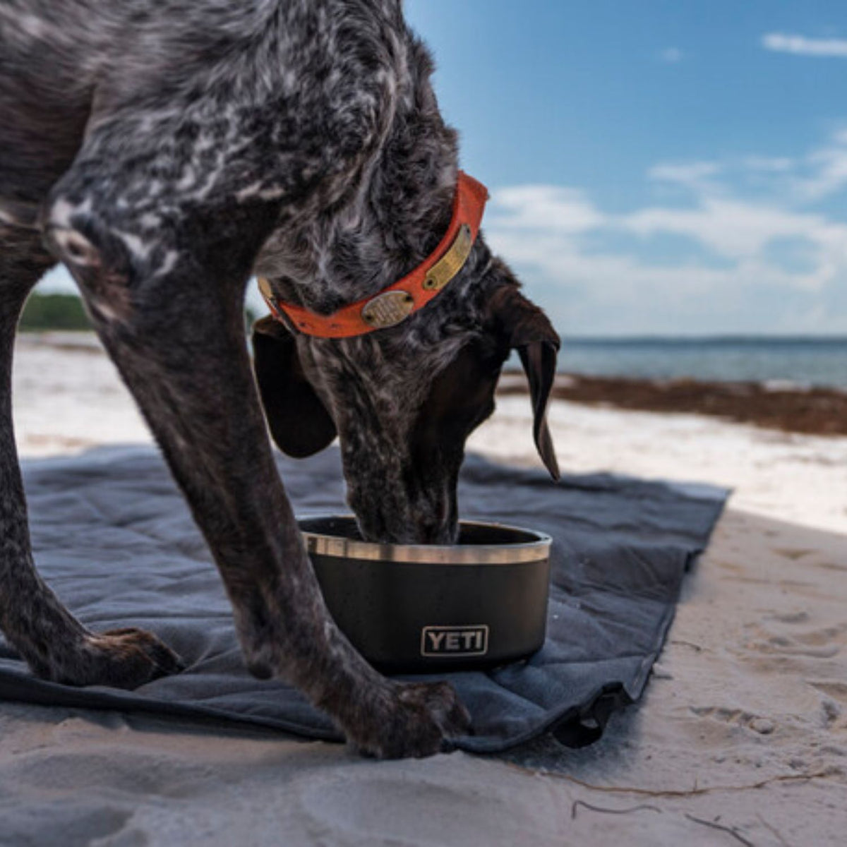 Yeti Boomer 4 Dog Bowl Navy Hauser Company Stores