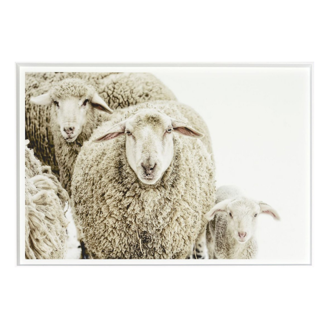 Wooly Stare Wall Art