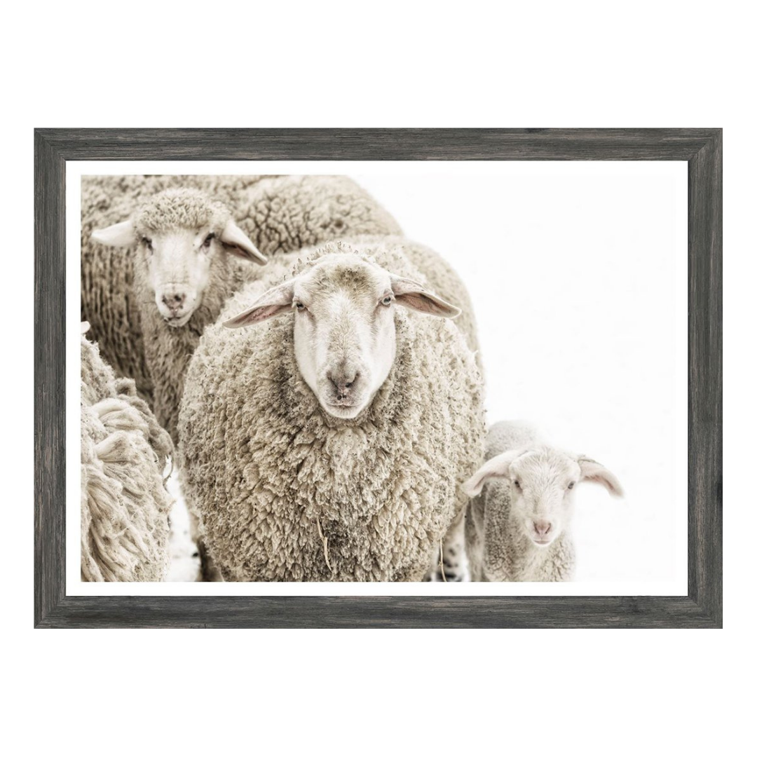 Wooly Stare Wall Art