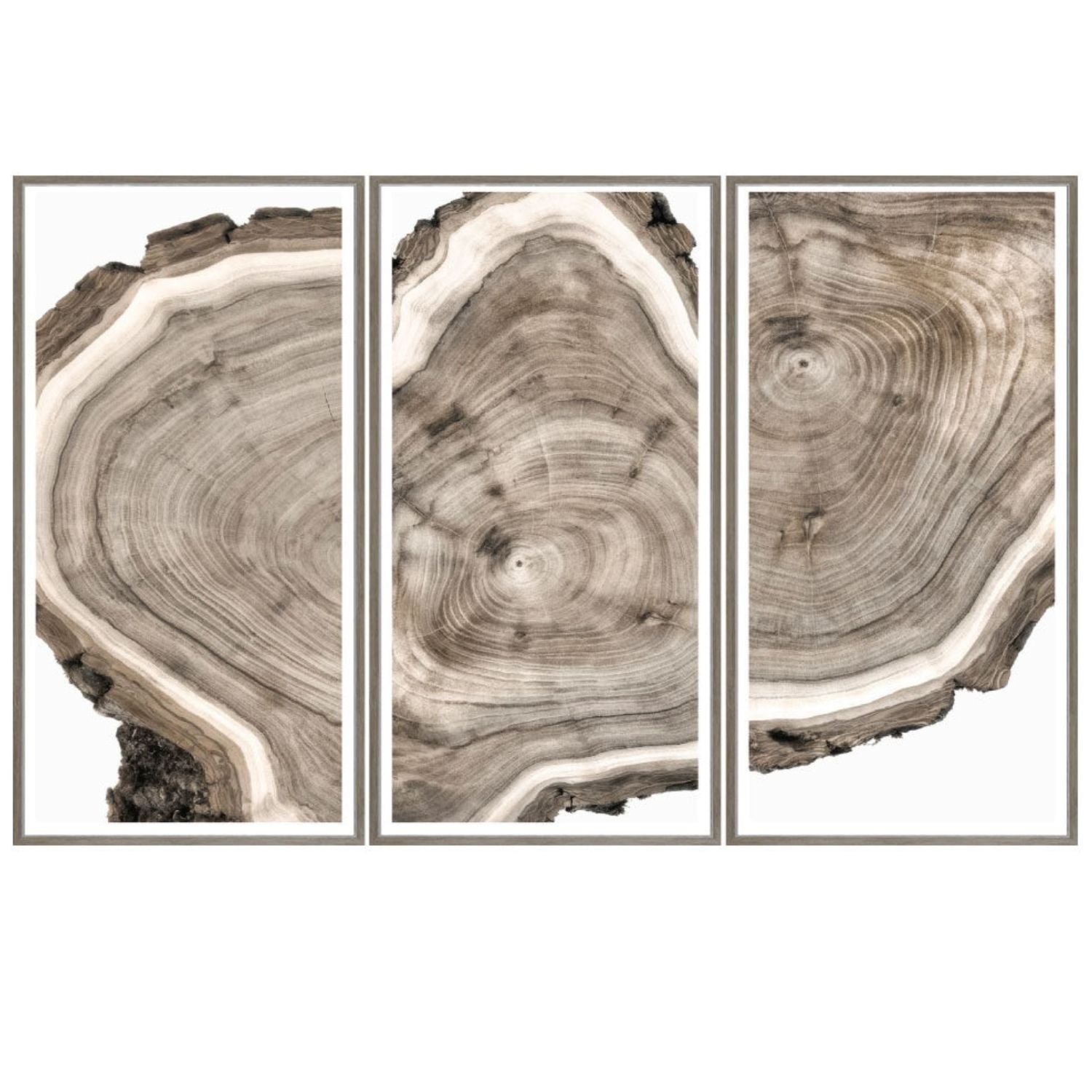 Set of three prints of piece of live edge. Light grey wood frame with glass. Tones of brown, white and grey. Three vertical frames that create one image