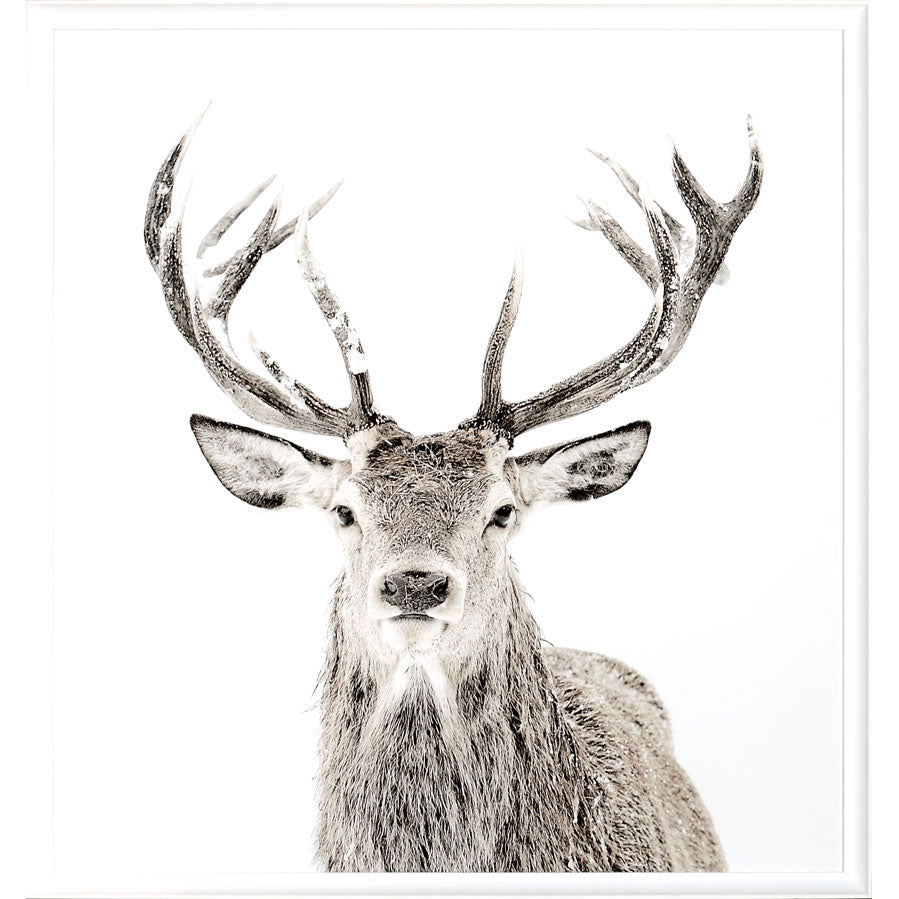 Stag Wall Art
