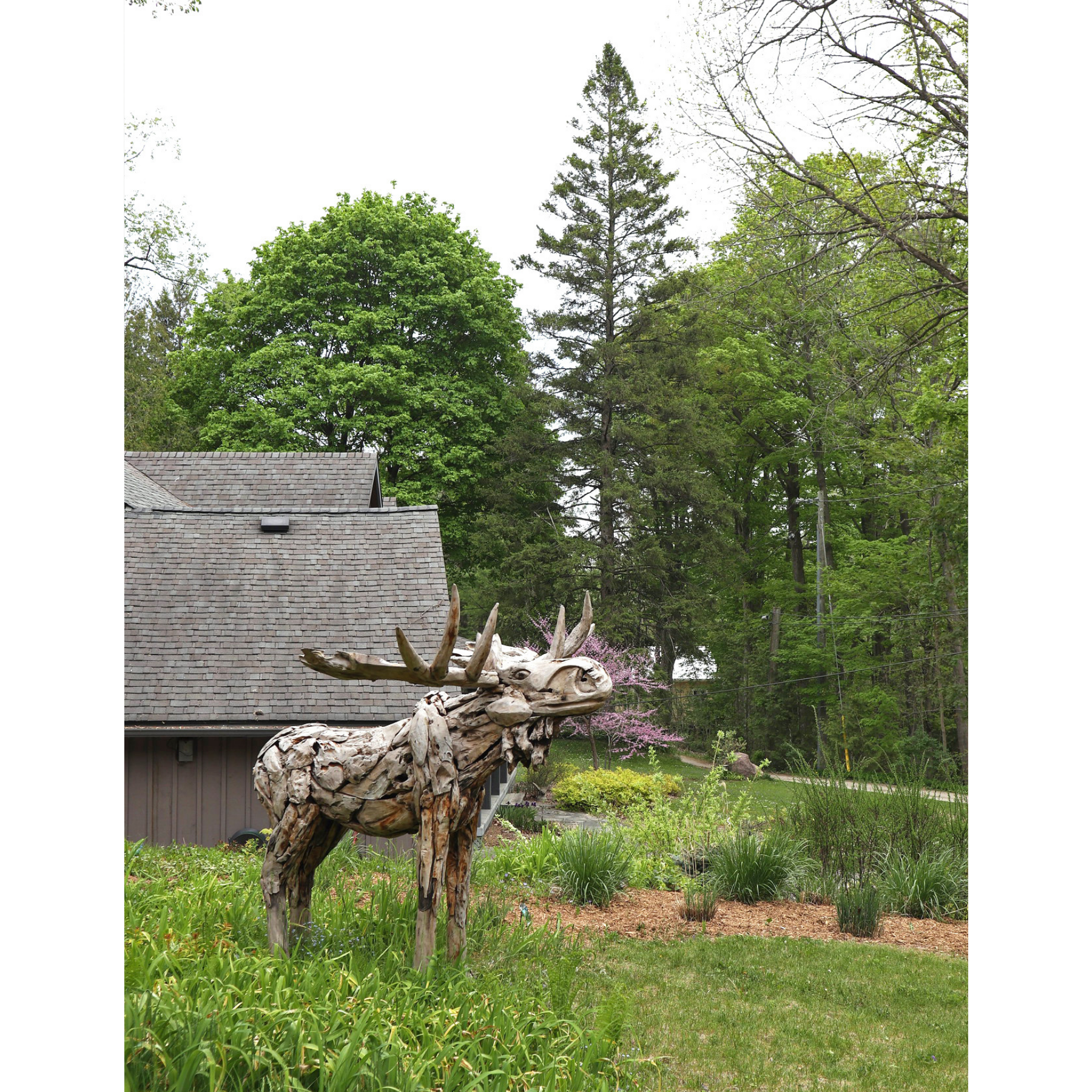 Life Size Reclaimed Teak Moose