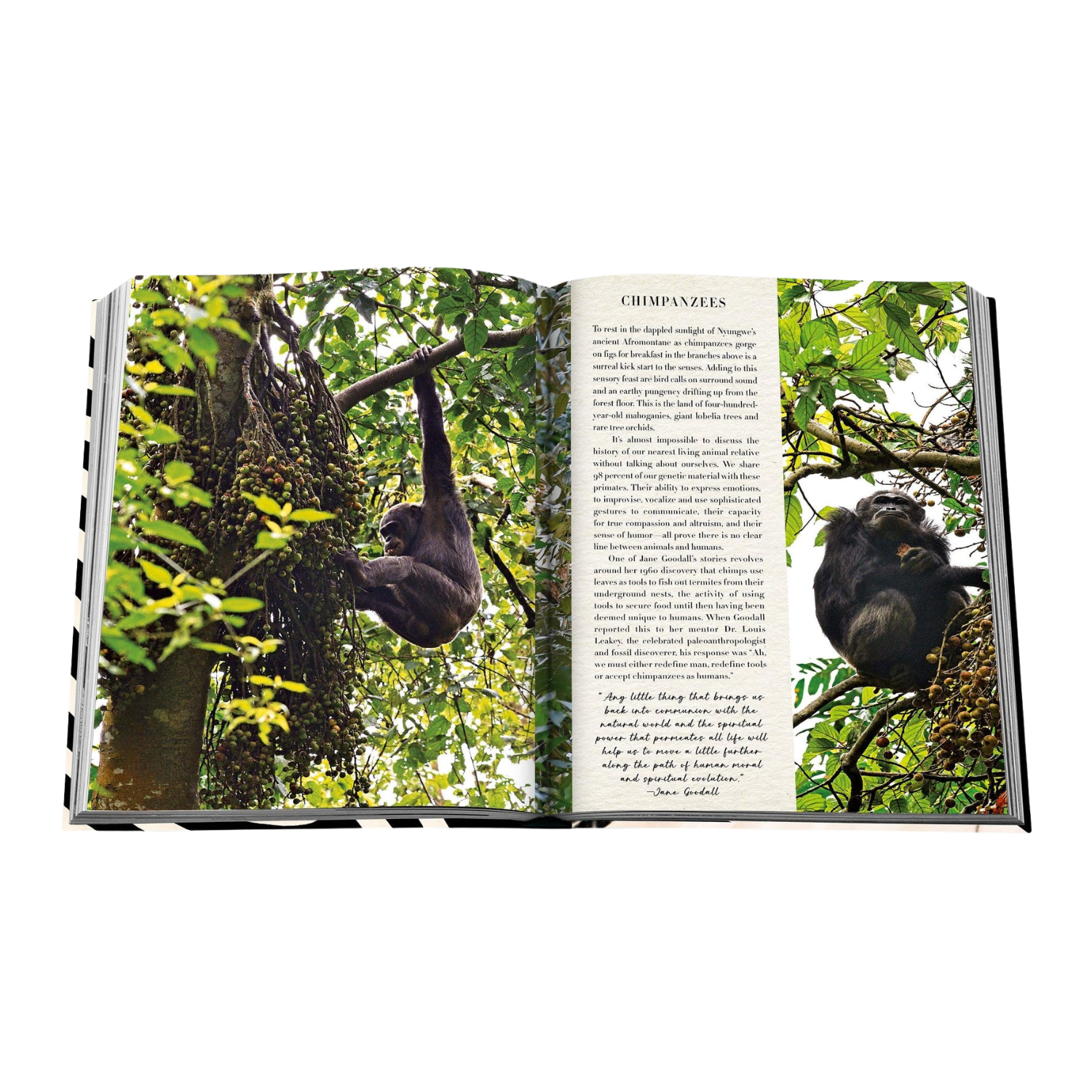 Assouline: African Adventures