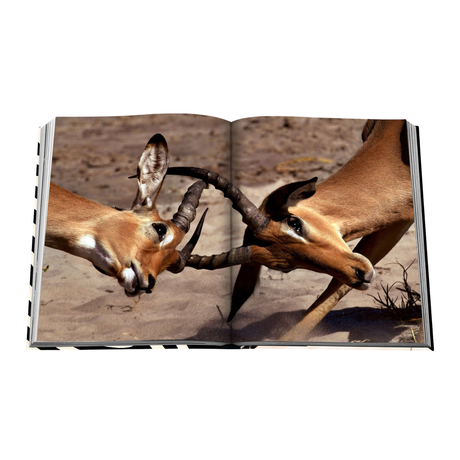 Assouline: African Adventures