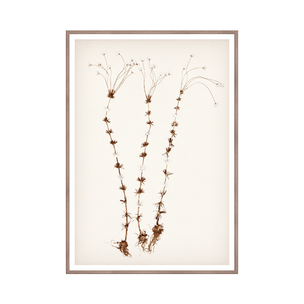 Tendril Blossoms Framed Wall Art