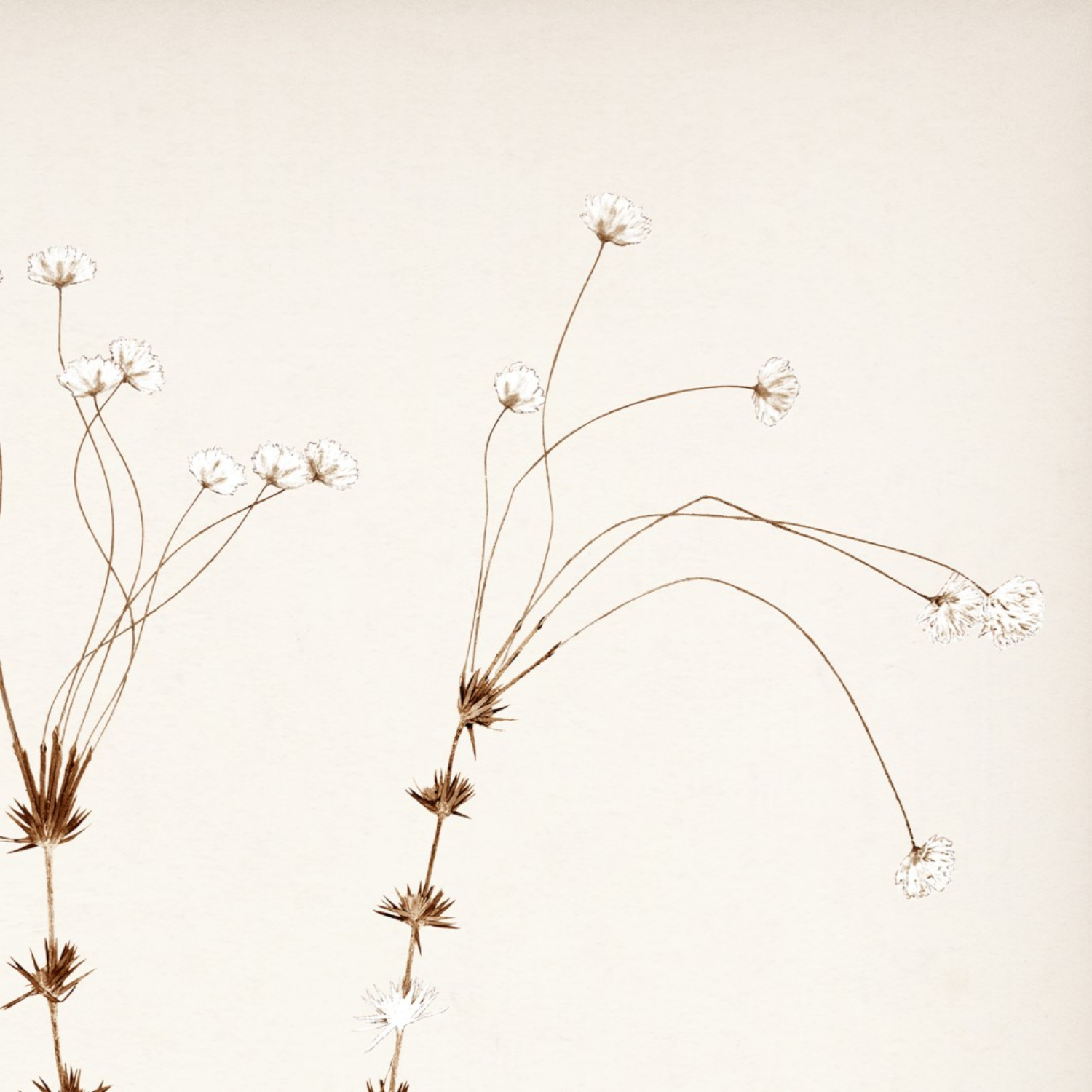 Bare Botanical II Framed Wall Art