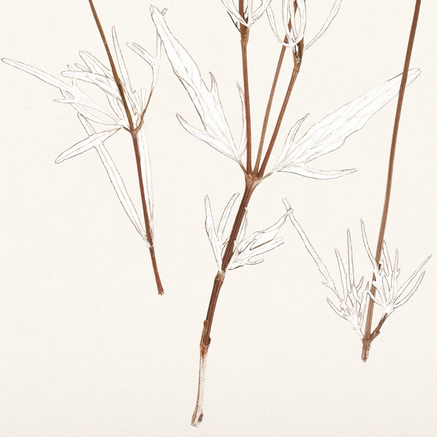 Bare Botanical III Framed Wall Art