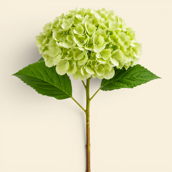 Artificial Green Hydrangea Real Touch Stem