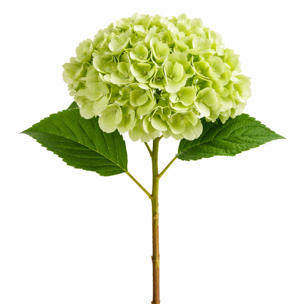 Artificial Green Hydrangea Real Touch Stem
