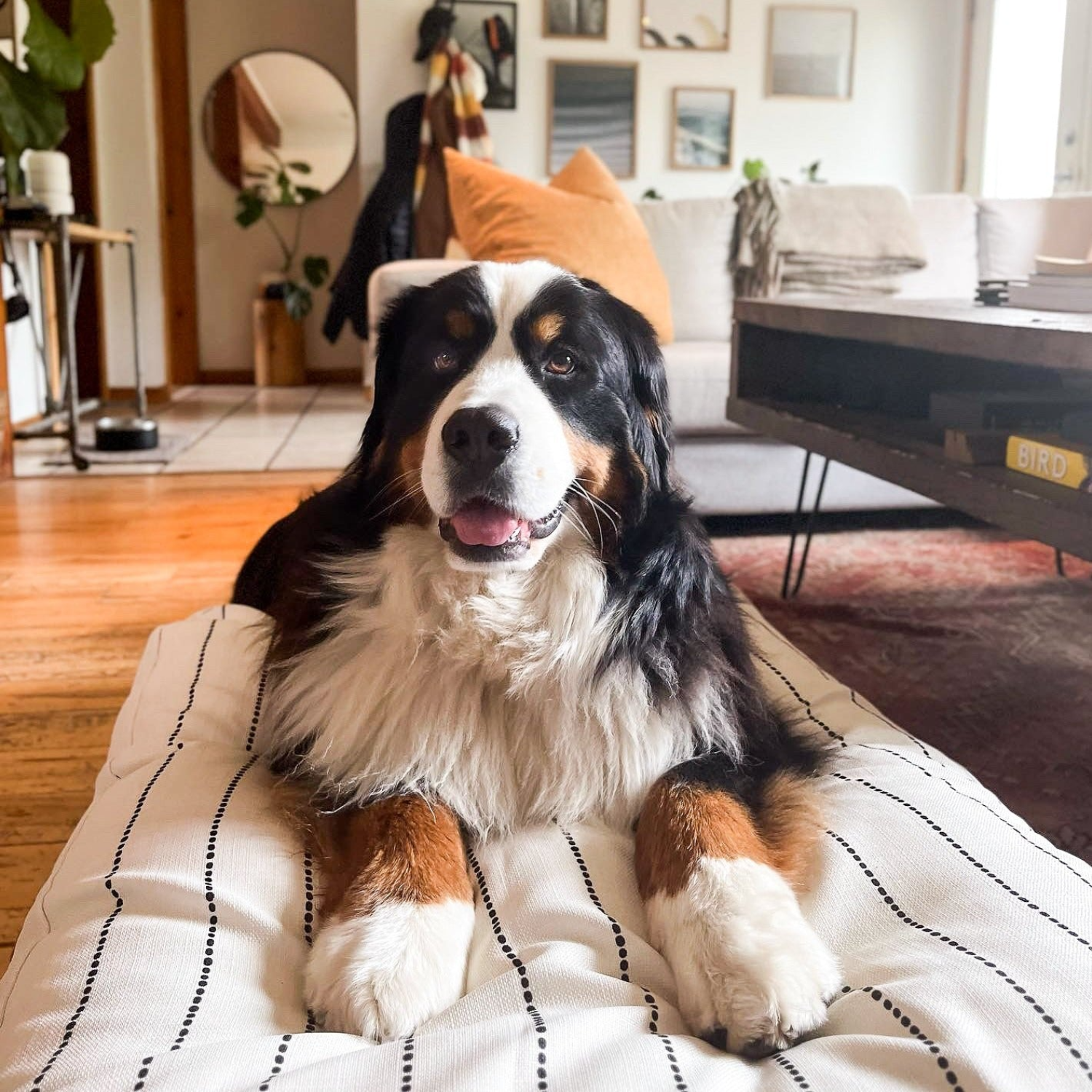 Ivory/Black Stripe Dog Bed