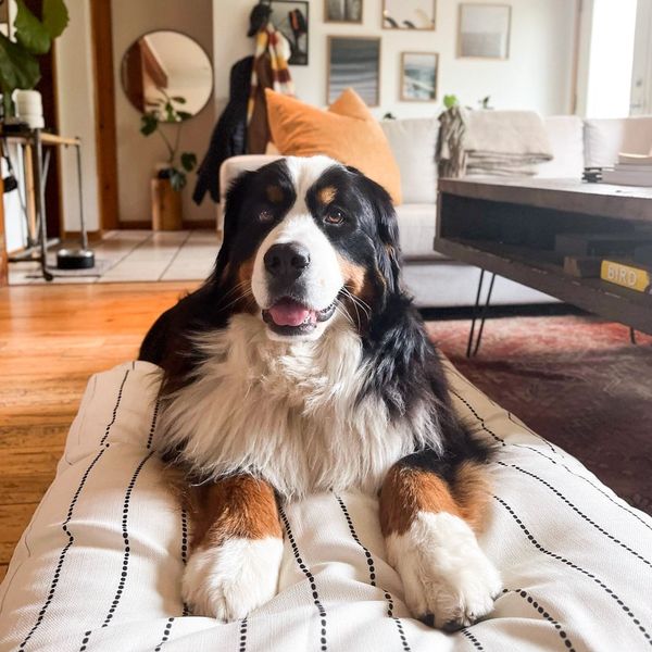 Ivory/Black Stripe Dog Bed