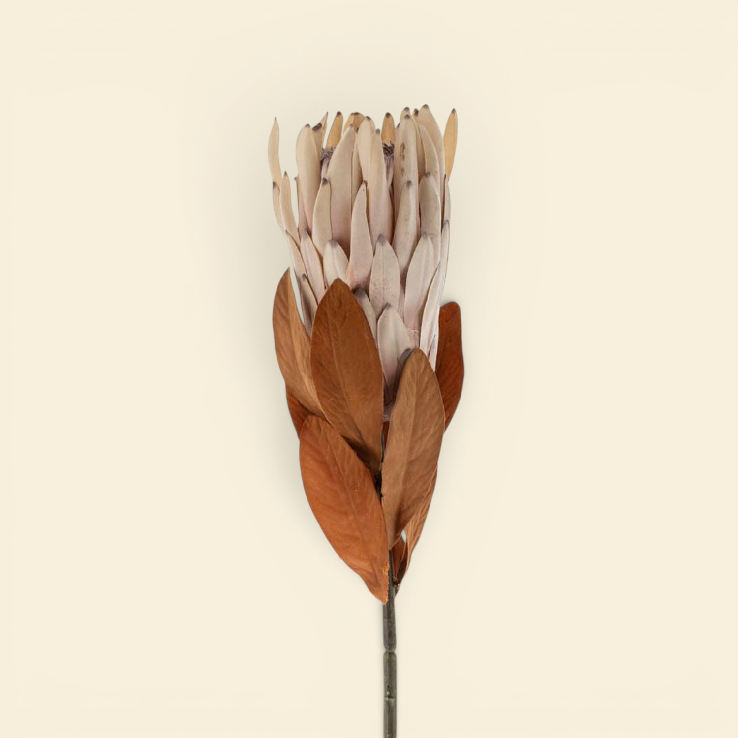 Artificial Protea Sprig
