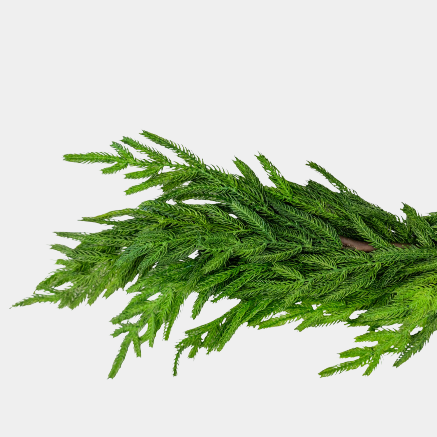 Artificial 52" Fresh Touch Norfolk Pine Garland