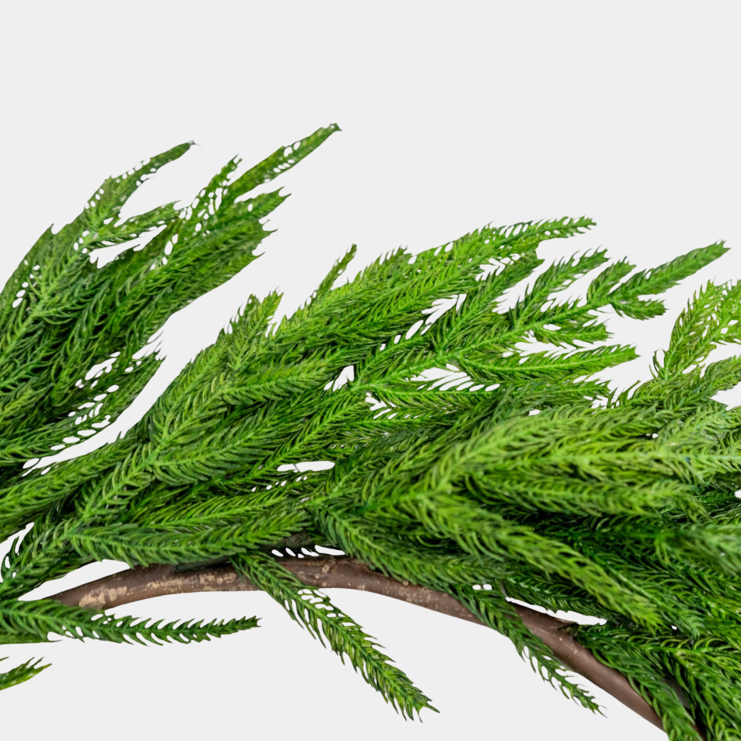 Artificial 52" Fresh Touch Norfolk Pine Garland