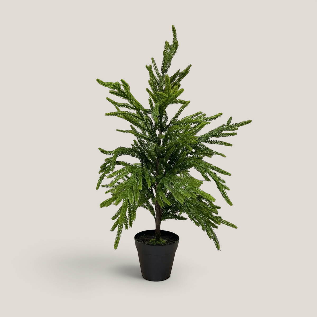 Artificial Fresh Touch 2ft Potted Norfolk Pine Tree