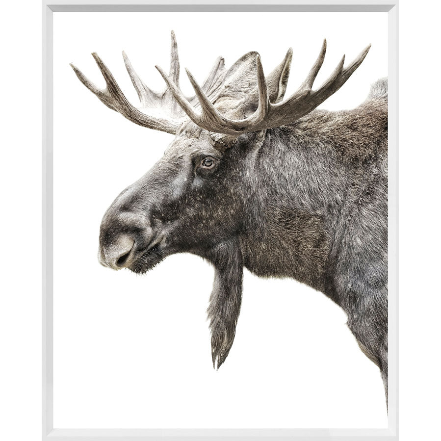 moose head print, subtle tone on tone warm gey brown colours, white background, white frame with glass